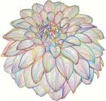 (image for) Dahlia Line Art